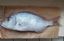 Zubatac (Dentex dentex)