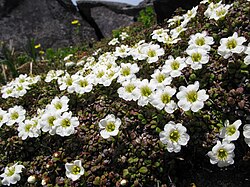 Diapensia lapponica subsp. obovata