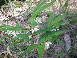Drymophila cyanocarpa