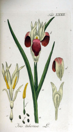Iris tuberosa