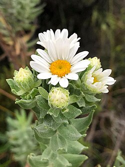 Osmitopsis asteriscoides