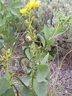 Thermopsis rhombifolia