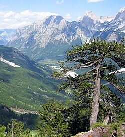 Pinus heldreichii iznad doline rijeke Valbonë u Albaniji