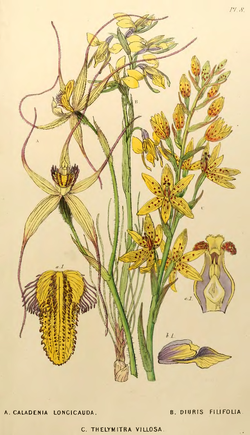 Diuris filifolia