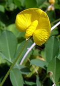 Arachis glabrata