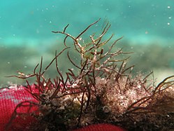 Coelothrix irregularis