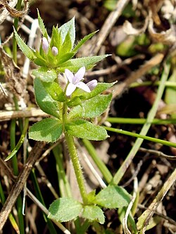 Koljenac, Sherardia arvensis