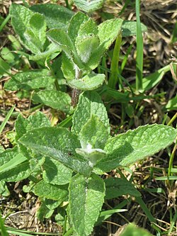 Mentha longifolia