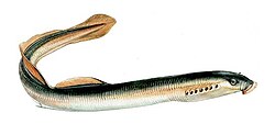 Petromyzon marinus