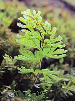 Hymenophyllum tunbrigense