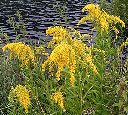 Solidago gigantea u cvatu