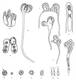 Protosiphon botryoides