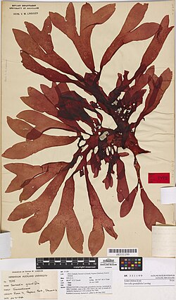 Sarcodia grandifolia