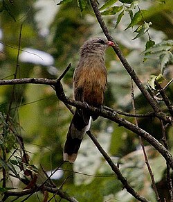 Phaenicophaeus leschenaultii
