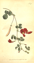 Caulinia coccinea
