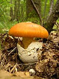 Poznata jestiva vrsta, blagva (Amanita caesarea).