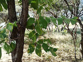 Colophospermum mopane