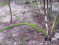 Acanthocereus pentagonus