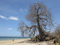 Adansonia digitata, potporodica Bombacoideae