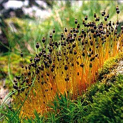 Splachnum sphaericum