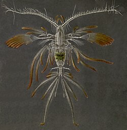 Euaugaptilus filigerus