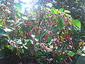 Acalypha hispida