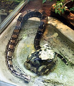 Šarena boa, Boa constrictor