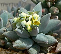 Pachyphytum coeruleum
