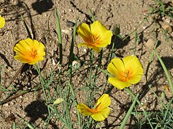 E. californica, kapa za spavanje