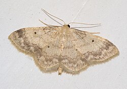 Idaea deversaria