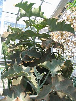 Kalanchoe beharensis