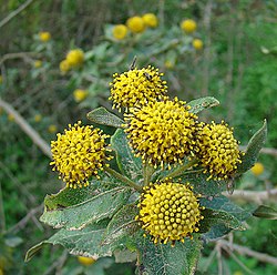 Podanthus ovatifolius