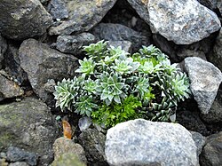 S. stribrnyi var stribrnyi