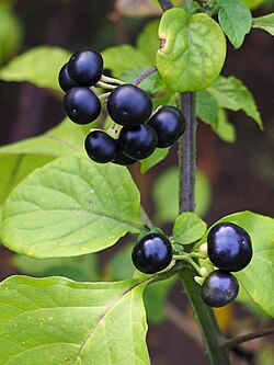 Jaltomata procumbens