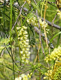 Mariosousa willardiana