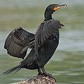 slika 1. Phalacrocorax auritus