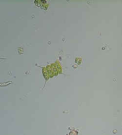 Scenedesmus quadricauda