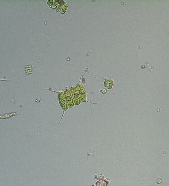Datoteka:Scenedesmus quadricauda image.tif