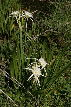 Hymenocallis liriosme