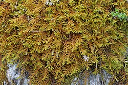 Abietinella abietina