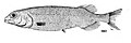 Bajacalifornia megalops