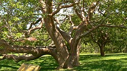 Bursera simaruba, poznata kao gumbo limbo.