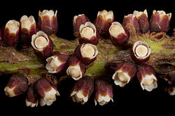 Pilostyles hamiltonii