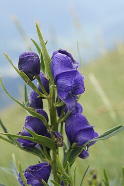 Aconitum angustifolium