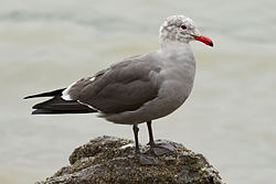 Odrasla, spolno nezrela jedinka