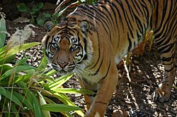 Sumatranski tigar untuar zoološkog vrta Adelaide