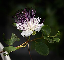 Capparis spinosa, cvijet