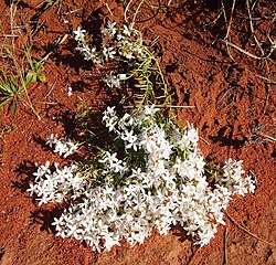 Macgregoria racemigera