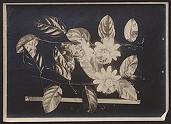 Passiflora acuminata