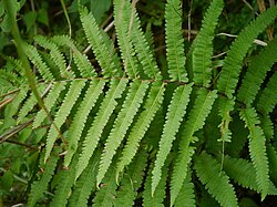 Pentarhizidium orientale